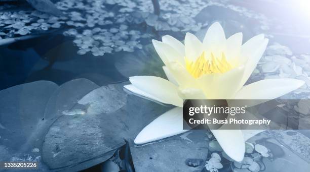 white colored nymphaea flower ("water lily") with dawn sunlight - lotus seerose stock-fotos und bilder