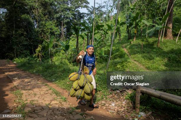 Baduy man bring durian fruit to sell at the nearest market on August 20, 2021 in Serang, Indonesia. The Baduy indigenous people have only reported 2...