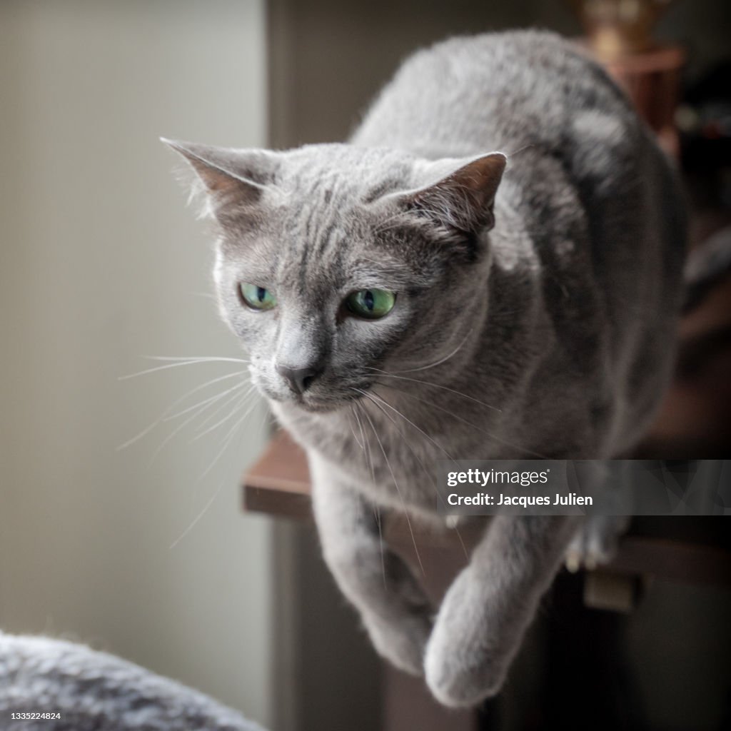 Jumping cat