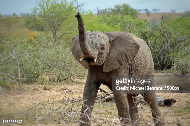 a lone african elephant grazing in the plains of africa - animal trunk stock pictures, royalty-free photos & images