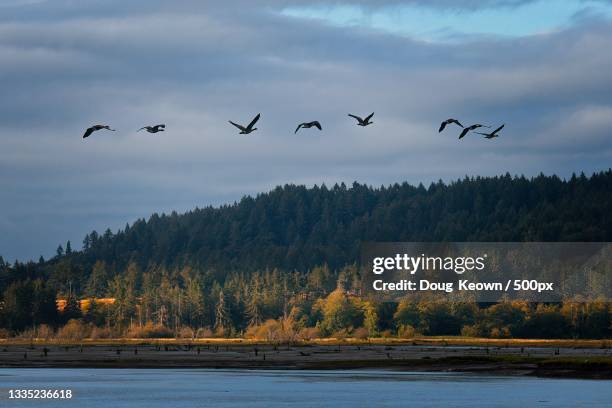 the birds flying over the lake,united states,usa - vogelschwarm formation stock-fotos und bilder