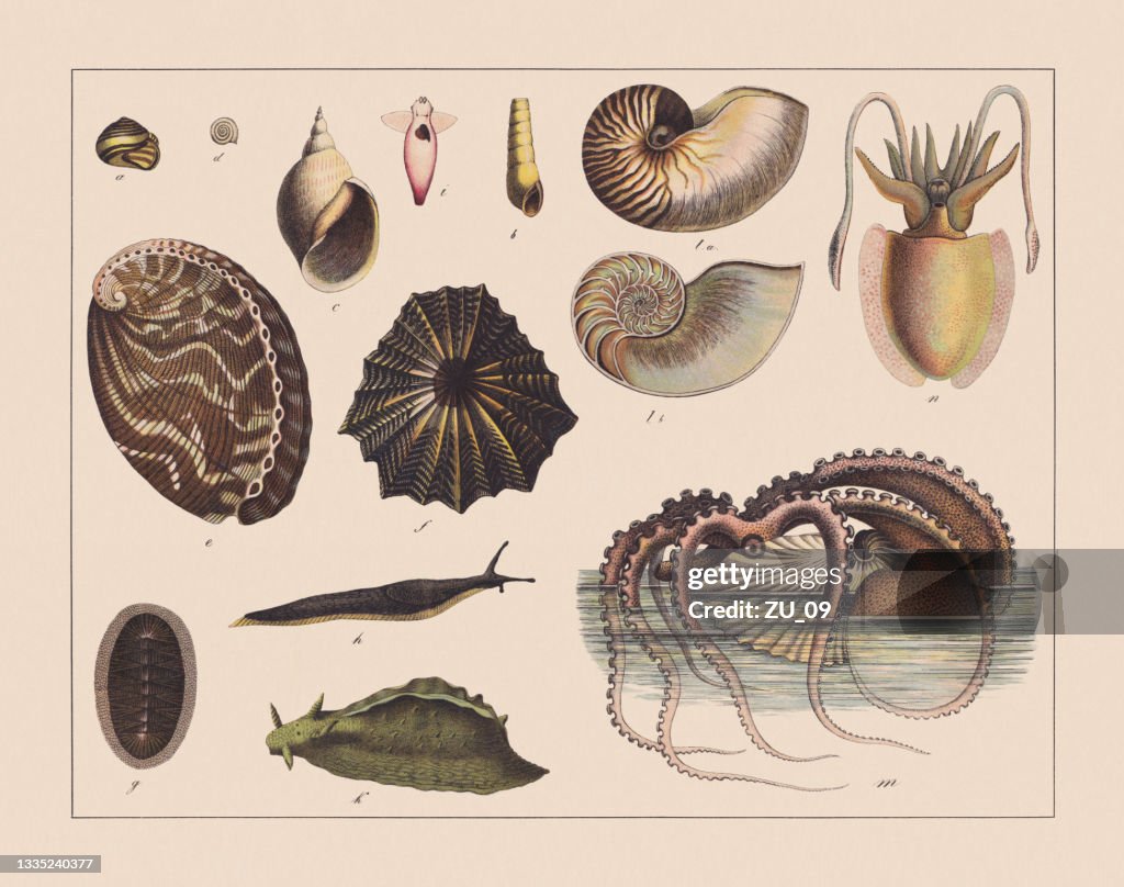 Snails (Gastropoda), hand-colored chromolithograph, published in 1882