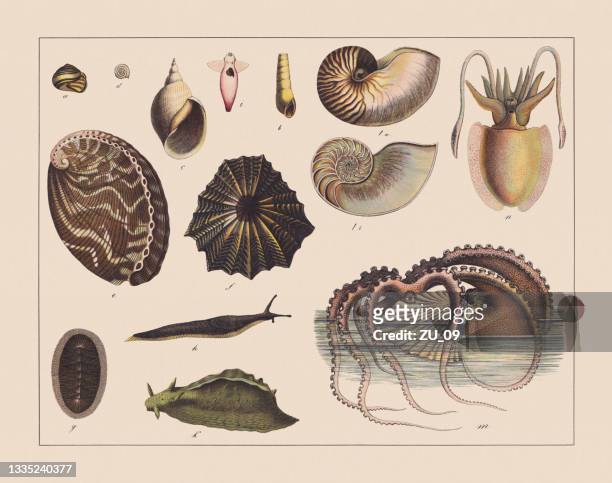 snails (gastropoda), hand-colored chromolithograph, published in 1882 - pond snail stock illustrations