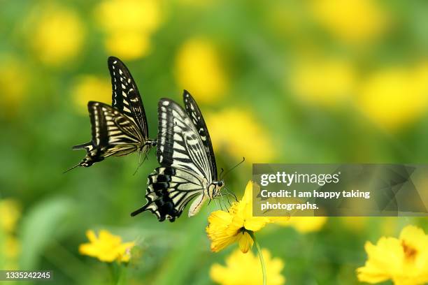 a couple butterfly in yellow cosmos - butterfly stock pictures, royalty-free photos & images