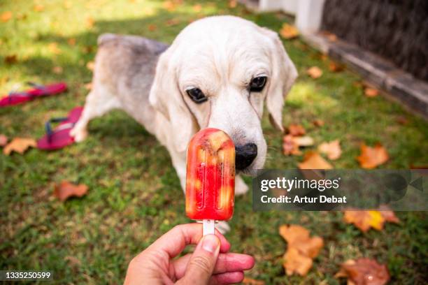 https://media.gettyimages.com/id/1335250599/photo/senior-beagle-dog-licking-special-dogs-ice-cream-made-with-fruits-during-hot-summer.jpg?s=612x612&w=gi&k=20&c=ohKrtJOiWl6f6-D0TTSnyhU8klR3Hp-bzhlxcOVhK68=