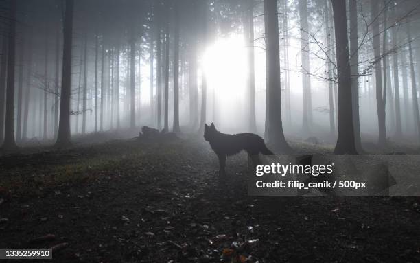 silhouette of wolf standing against trees in forest - lobo fotografías e imágenes de stock