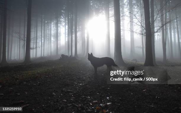 silhouette of wolf standing against trees in forest - wolfs stock pictures, royalty-free photos & images