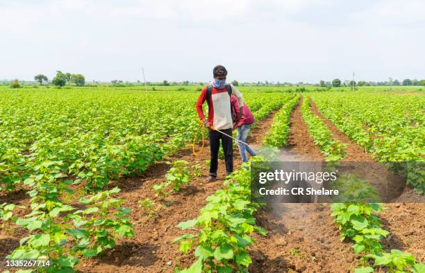 farmer spraying cotton field with pesticides and herbicides. - farmer fertilizer stock pictures, royalty-free photos & images