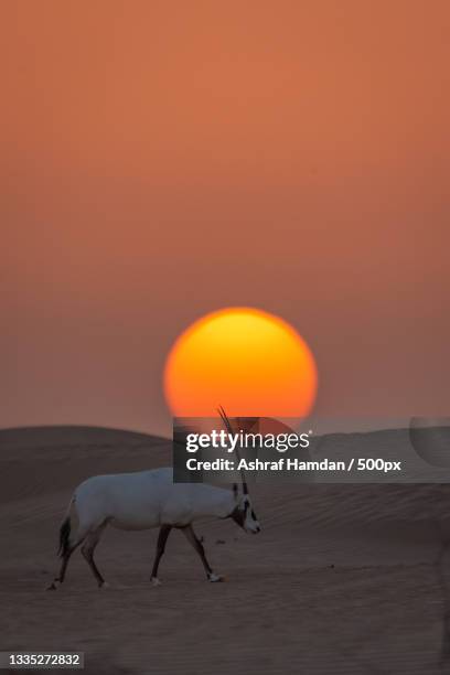 side view of arabian oryx walking on sand in desert against sunset,united arab emirates - arabian oryx stock-fotos und bilder