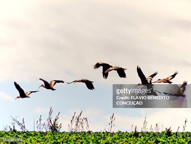 birds flying on farms in brazil - état de parana photos et images de collection