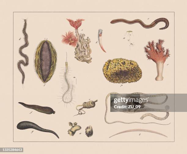 ilustraciones, imágenes clip art, dibujos animados e iconos de stock de gusanos, cromolitografía coloreada a mano, publicada en 1882 - polychaeta