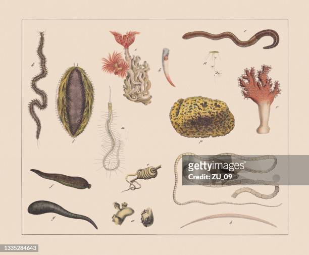 bildbanksillustrationer, clip art samt tecknat material och ikoner med worms, hand-colored chromolithograph, published in 1882 - parasitisk