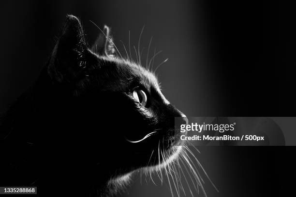 close-up of cat looking away - black and white cat stock pictures, royalty-free photos & images