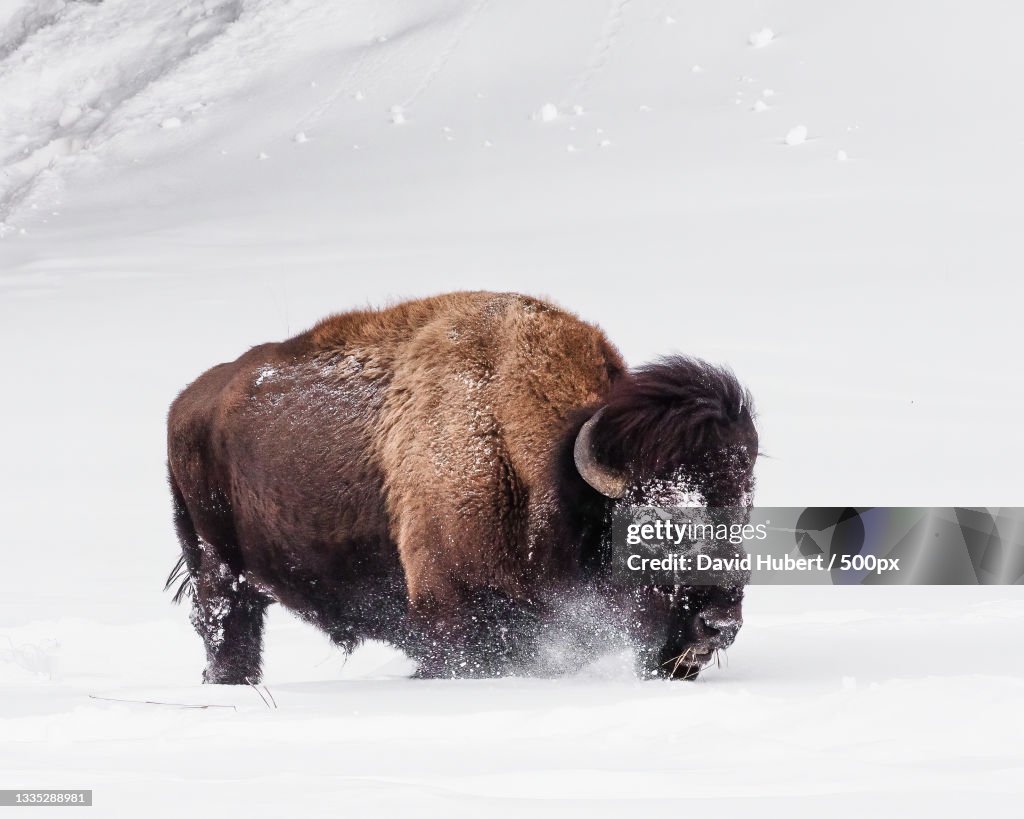 Side view of bear walking on snow covered field,Yellowstone National Park,Wyoming,United States,USA