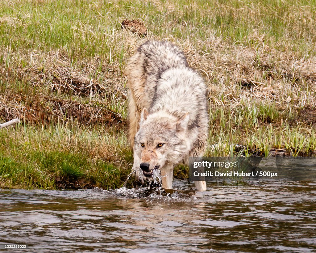 Female moose in snake river,Yellowstone National Park,Wyoming,United States,USA