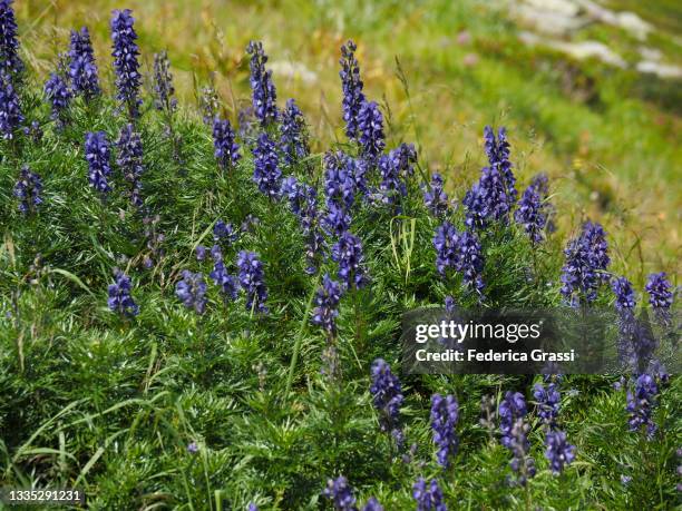 monk's-hood or aconite or wolfsbane (aconitum napellus ssp. vulgare) on alpine pasture, regione ritom - piora, leventina valley, switzerland - monkshood stock pictures, royalty-free photos & images