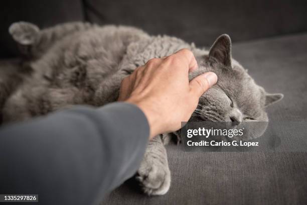 close up of a man’s hand stroking a sleepy british short hair cat lying on a grey couch with her eyes closed - cat hand stock-fotos und bilder