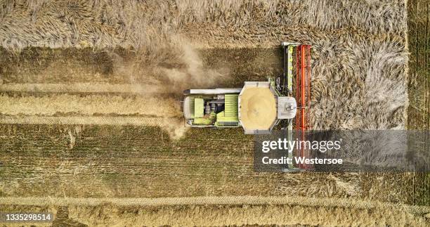 combine harvester in barley field - agricultural equipment bildbanksfoton och bilder