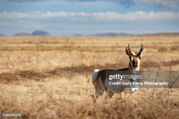 antelope on the range - marfa bildbanksfoton och bilder