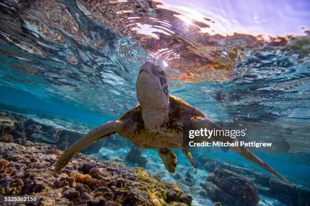 sea turtle - brisbane beach stock pictures, royalty-free photos & images