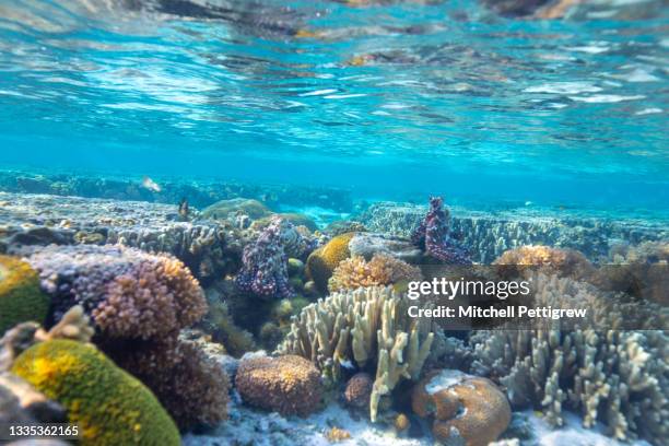 octopus - arrecife fenómeno natural fotografías e imágenes de stock