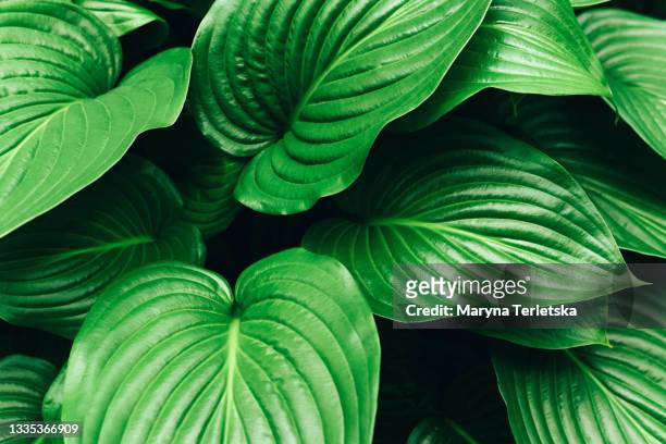 beautiful background with large green leaves. - rainforest garden stock-fotos und bilder