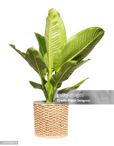 dieffenbachia (araceae) in wicker basket isolated on white background. - plants stock-fotos und bilder