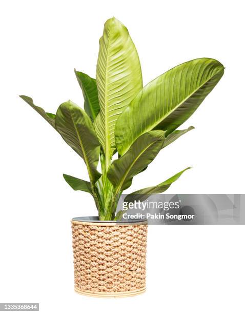 dieffenbachia (araceae) in wicker basket isolated on white background. - flora foto e immagini stock