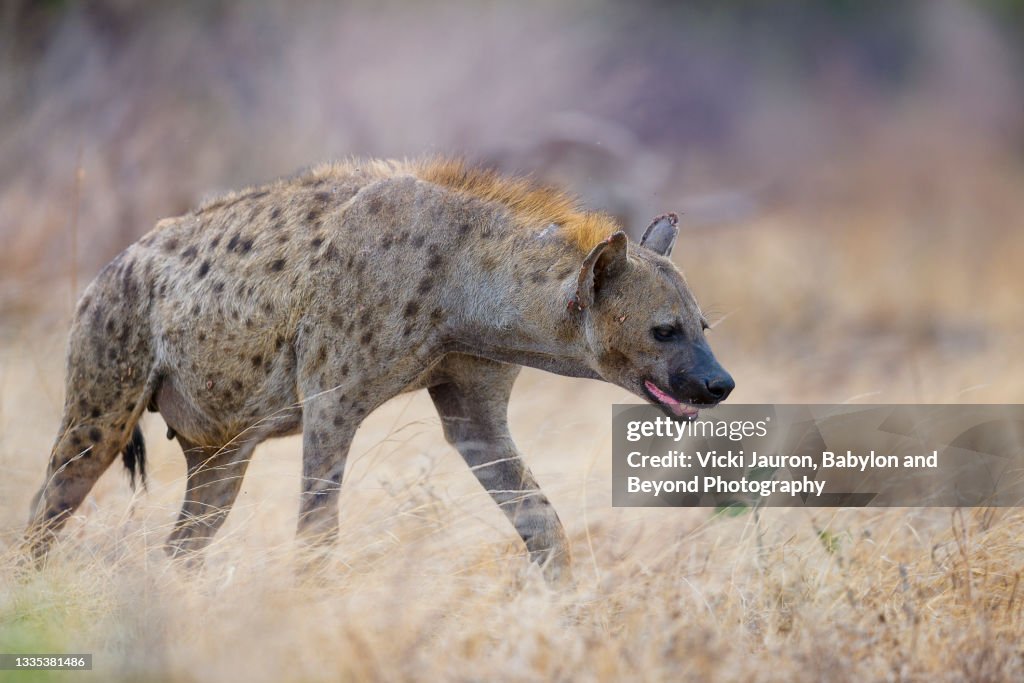 Adorable Spotted Hyena Moving Through Golden Grass at Tsavo East, Kenya