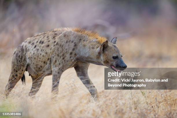 adorable spotted hyena moving through golden grass  at tsavo east, kenya - spotted hyena stockfoto's en -beelden