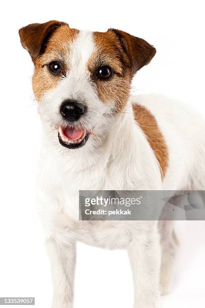 close-up of playful jack russel terrier on white background - jack russell terrier stock pictures, royalty-free photos & images