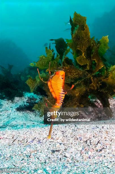 weedy sea dragon feeding on the ocean floor, jervis bay, nsw, australia. - réserve-sauvage photos et images de collection
