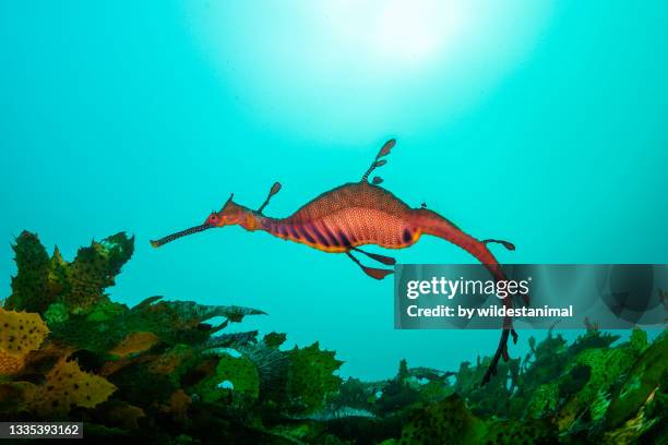 weedy sea dragon  foraging for food, jervis bay, nsw, australia. - blue tang fish stock-fotos und bilder