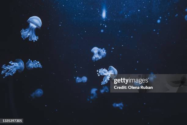 many small light jellyfish on a dark background - jellyfish - fotografias e filmes do acervo