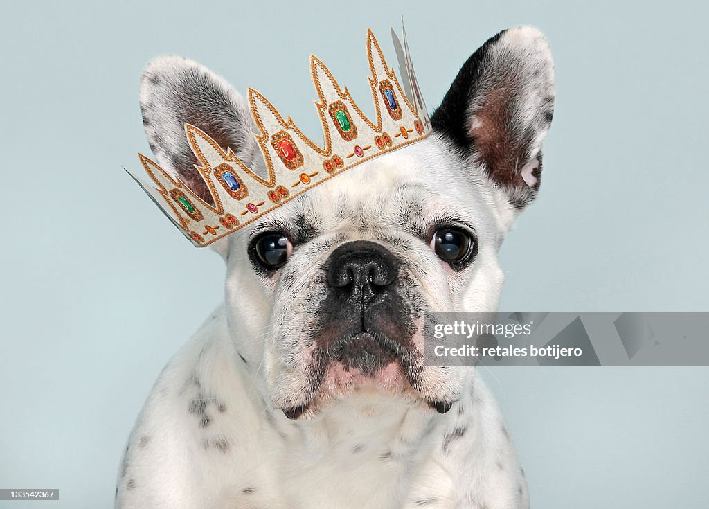 French bulldog with crown