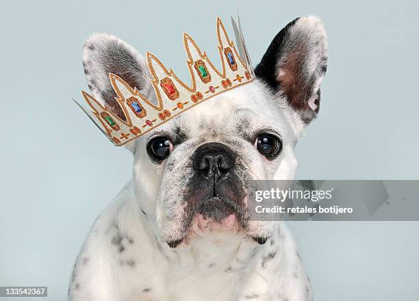 french bulldog with crown - french_crown stock pictures, royalty-free photos & images