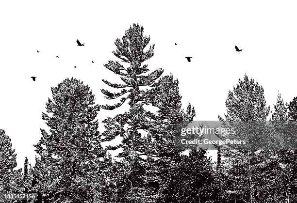 pine forest with flock of birds - treelined stock illustrations