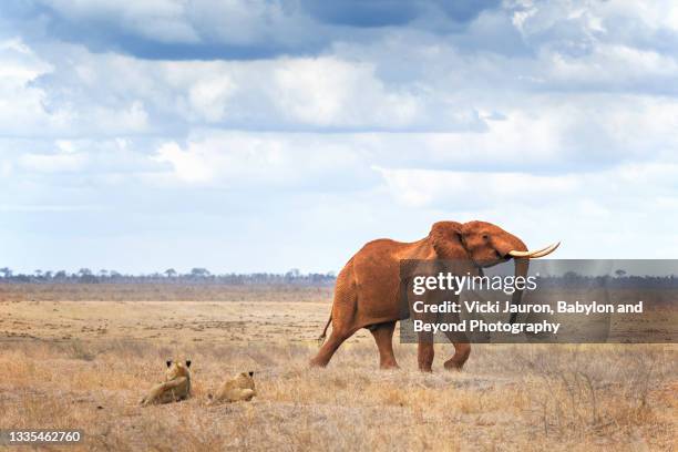 amazing scene of two lionesses and annoyed elephant at tsavo east, kenya - steppeklimaat stockfoto's en -beelden