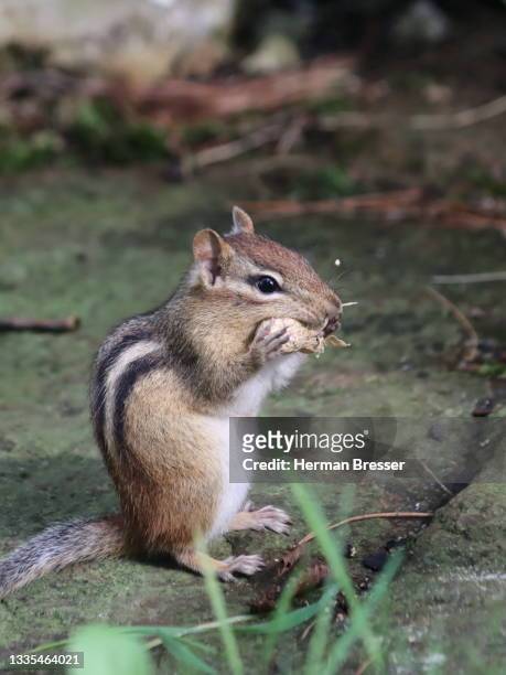chipmunk with shelled peanut - parry sound stock pictures, royalty-free photos & images