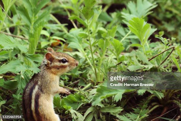 alert ground squirrel - chipmunk stock pictures, royalty-free photos & images