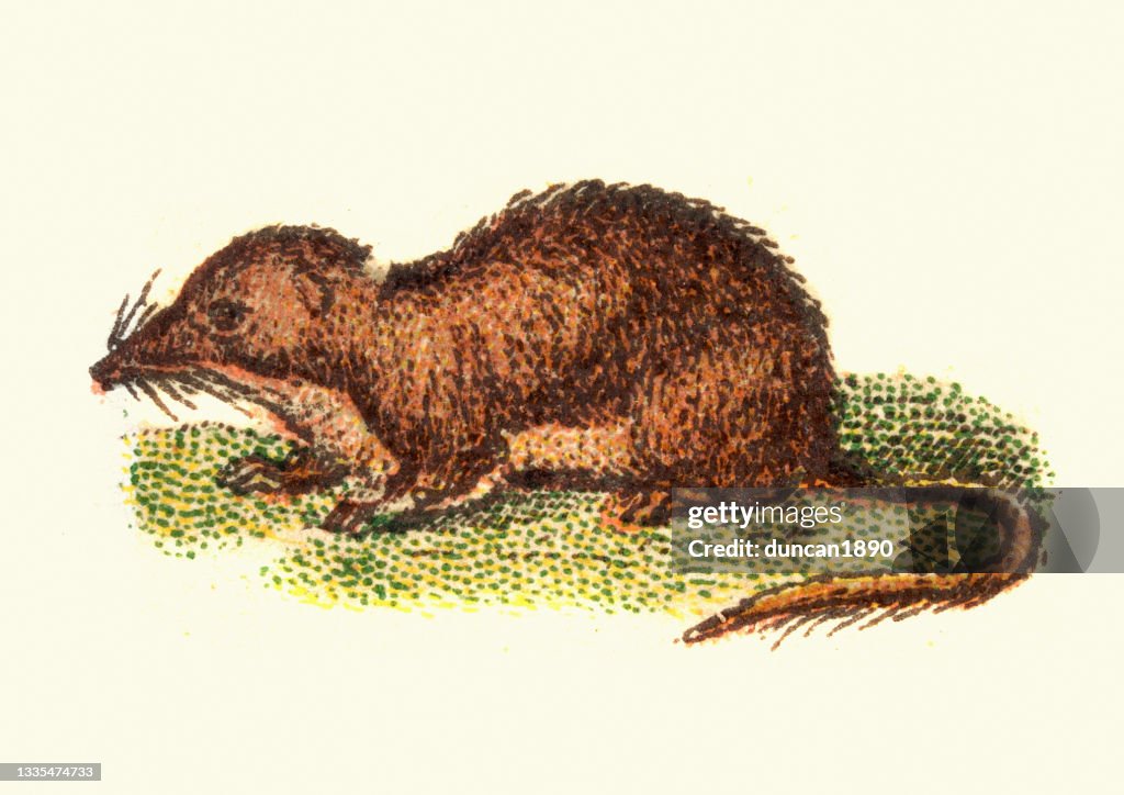 Eurasian water shrew, Neomys fodiens ,Wildlife, Vintage illustration