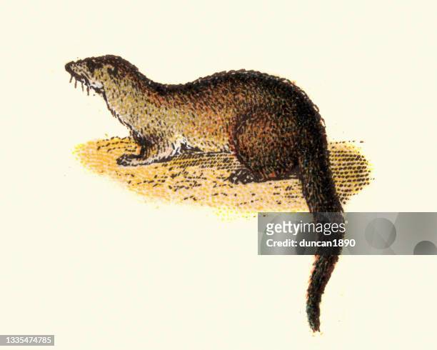 ichneumon, egyptian mongoose, mammals, wildlife, vintage illustration - mongoose stock illustrations