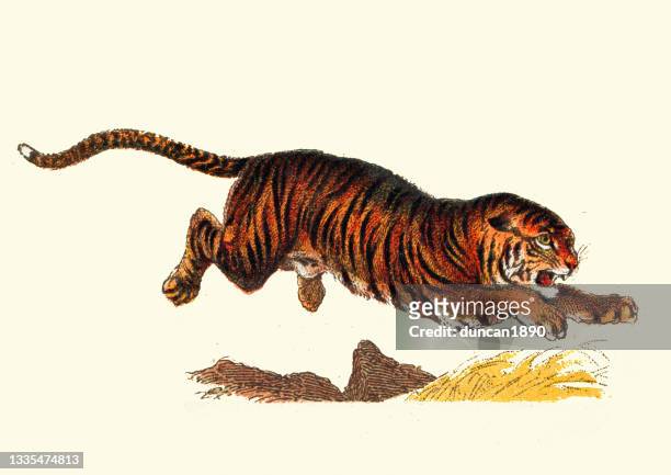 ilustraciones, imágenes clip art, dibujos animados e iconos de stock de tigre saltando, grandes felinos, carnívoros, vida silvestre, ilustración vintage - litografi