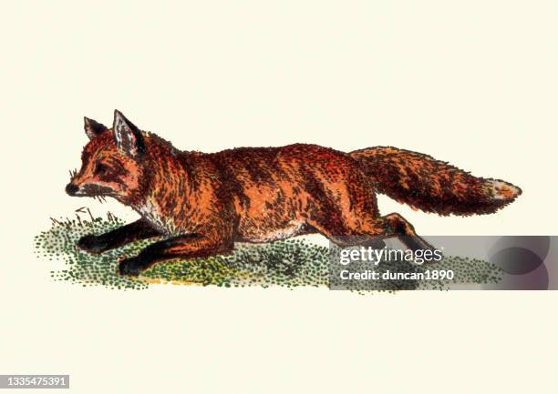 running red fox, wildlife, victorian 19th century - red fox stock illustrations