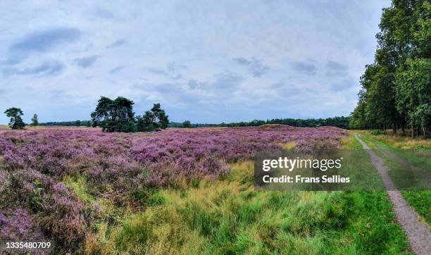 heather field hoorneboegse heide near hilversum, netherlands - hilversum stock pictures, royalty-free photos & images