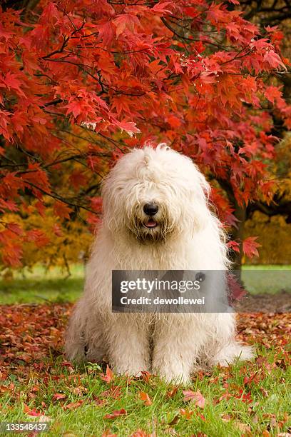 english sheepdog acer tree - old english sheepdog stock pictures, royalty-free photos & images