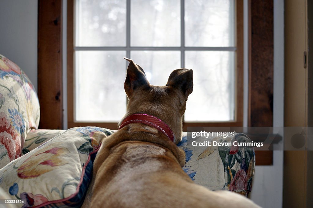 Dog with big ears laying on chair