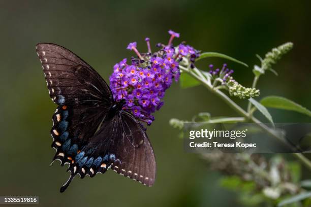 eastern black swallowtail on butterfly bush - butterfly bush stock pictures, royalty-free photos & images