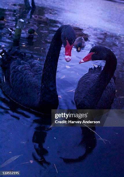 black swans in river cambridge - cambridge river stock pictures, royalty-free photos & images