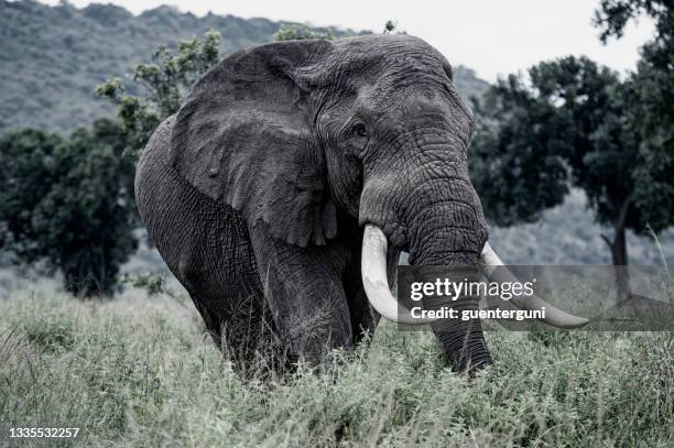 old african elephant bull is charging - slagtand stockfoto's en -beelden